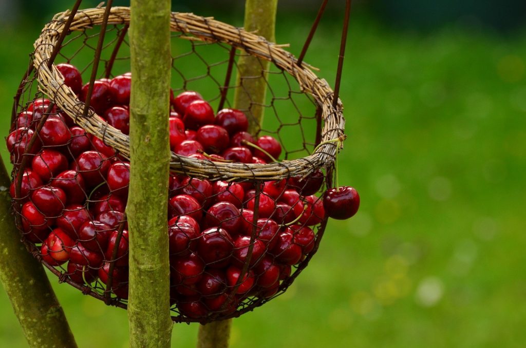 أكثر 100 طعام صحي! 19 فوائد الكرز